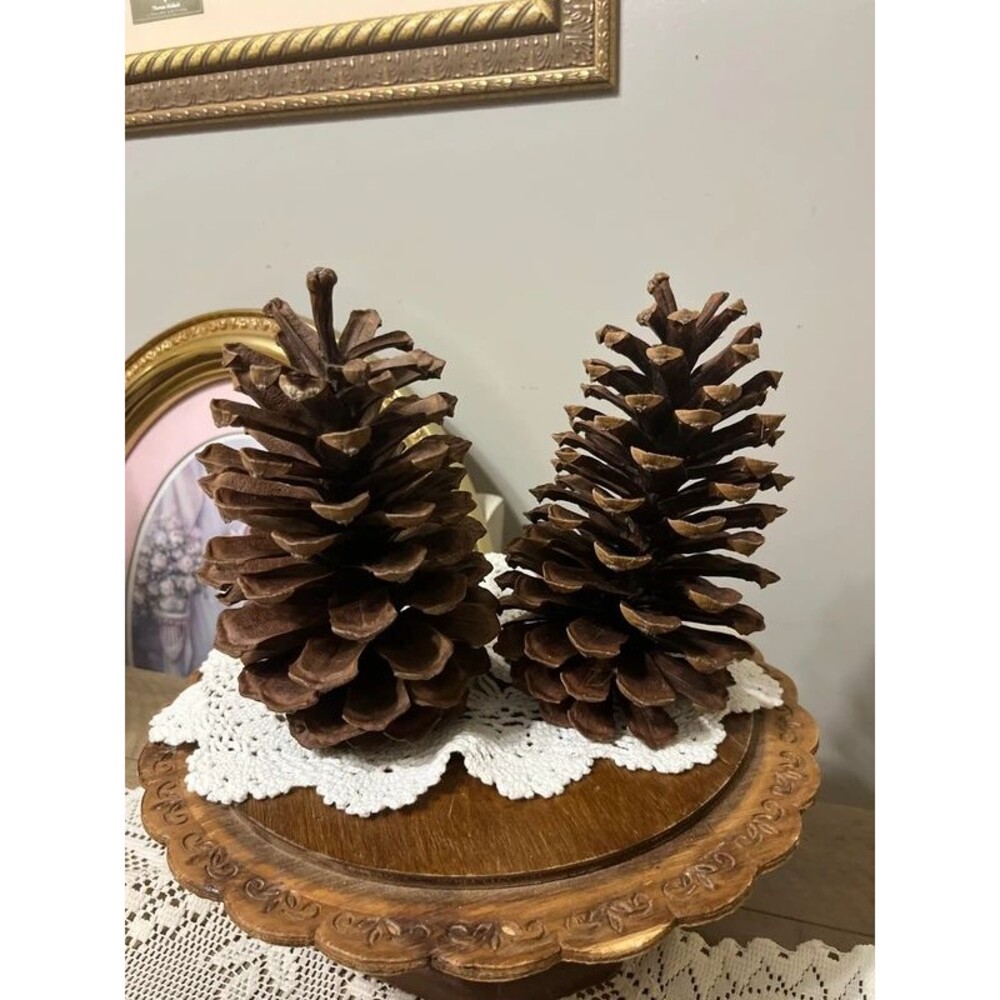 Real 8" Longleaf Pinecones